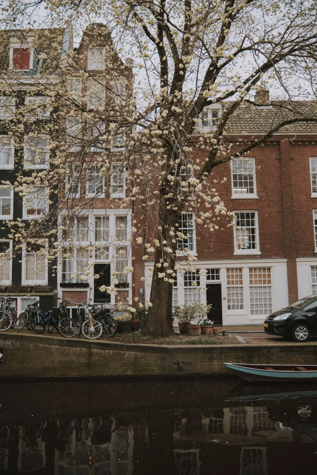 Amsterdam canal houses, bicycles and a flowering tree reflected in the water